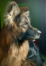 vom Trojangold, hodowla Owczarków Niemieckich Długowłosych