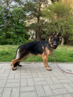 vom Trojangold, hodowla Owczarków Niemieckich Długowłosych