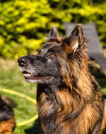 vom Trojangold, hodowla Owczarków Niemieckich Długowłosych