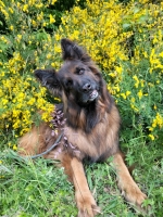 vom Trojangold, hodowla Owczarków Niemieckich Długowłosych