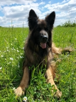 vom Trojangold, hodowla Owczarków Niemieckich Długowłosych