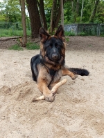 vom Trojangold, hodowla Owczarków Niemieckich Długowłosych