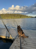 vom Trojangold, hodowla Owczarków Niemieckich Długowłosych