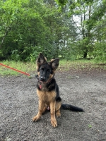 vom Trojangold, hodowla Owczarków Niemieckich Długowłosych