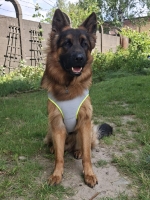 vom Trojangold, hodowla Owczarków Niemieckich Długowłosych