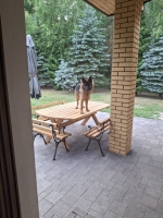 vom Trojangold, hodowla Owczarków Niemieckich Długowłosych