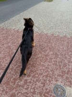 vom Trojangold, hodowla Owczarków Niemieckich Długowłosych