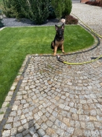 vom Trojangold, hodowla Owczarków Niemieckich Długowłosych