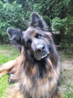 vom Trojangold, hodowla Owczarków Niemieckich Długowłosych