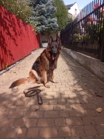 vom Trojangold, hodowla Owczarków Niemieckich Długowłosych