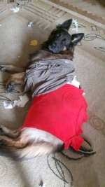 vom Trojangold, hodowla Owczarków Niemieckich Długowłosych