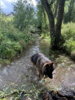 vom Trojangold, hodowla Owczarków Niemieckich Długowłosych