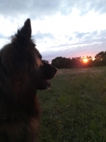 vom Trojangold, hodowla Owczarków Niemieckich Długowłosych