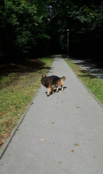 vom Trojangold, hodowla Owczarków Niemieckich Długowłosych