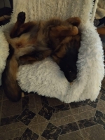 vom Trojangold, hodowla Owczarków Niemieckich Długowłosych