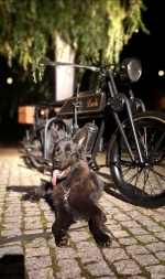 vom Trojangold, hodowla Owczarków Niemieckich Długowłosych