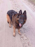 vom Trojangold, hodowla Owczarków Niemieckich Długowłosych