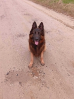 vom Trojangold, hodowla Owczarków Niemieckich Długowłosych