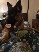 vom Trojangold, hodowla Owczarków Niemieckich Długowłosych