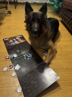 vom Trojangold, hodowla Owczarków Niemieckich Długowłosych