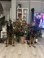 vom Trojangold, hodowla Owczarków Niemieckich Długowłosych