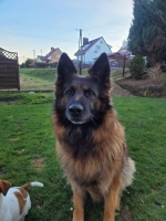 vom Trojangold, hodowla Owczarków Niemieckich Długowłosych