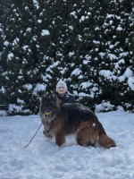 vom Trojangold, hodowla Owczarków Niemieckich Długowłosych