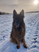 vom Trojangold, hodowla Owczarków Niemieckich Długowłosych