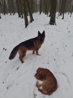 vom Trojangold, hodowla Owczarków Niemieckich Długowłosych