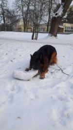 vom Trojangold, hodowla Owczarków Niemieckich Długowłosych