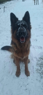 vom Trojangold, hodowla Owczarków Niemieckich Długowłosych