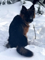 vom Trojangold, hodowla Owczarków Niemieckich Długowłosych