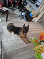 vom Trojangold, hodowla Owczarków Niemieckich Długowłosych