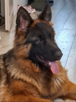 vom Trojangold, hodowla Owczarków Niemieckich Długowłosych