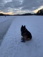 vom Trojangold, hodowla Owczarków Niemieckich Długowłosych
