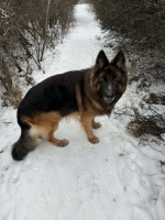 vom Trojangold, hodowla Owczarków Niemieckich Długowłosych