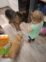 vom Trojangold, hodowla Owczarków Niemieckich Długowłosych