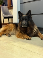 vom Trojangold, hodowla Owczarków Niemieckich Długowłosych