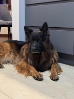 vom Trojangold, hodowla Owczarków Niemieckich Długowłosych