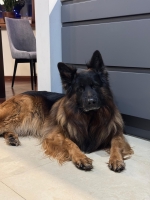 vom Trojangold, hodowla Owczarków Niemieckich Długowłosych