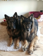 vom Trojangold, hodowla Owczarków Niemieckich Długowłosych