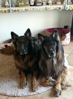 vom Trojangold, hodowla Owczarków Niemieckich Długowłosych