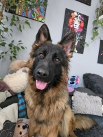 vom Trojangold, hodowla Owczarków Niemieckich Długowłosych