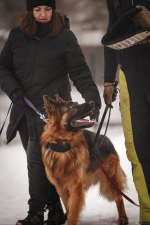 vom Trojangold, hodowla Owczarków Niemieckich Długowłosych