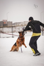 vom Trojangold, hodowla Owczarków Niemieckich Długowłosych