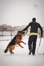 vom Trojangold, hodowla Owczarków Niemieckich Długowłosych