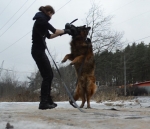 vom Trojangold, hodowla Owczarków Niemieckich Długowłosych