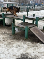 vom Trojangold, hodowla Owczarków Niemieckich Długowłosych