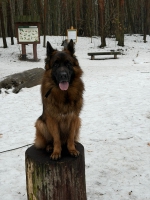 vom Trojangold, hodowla Owczarków Niemieckich Długowłosych