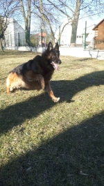 vom Trojangold, hodowla Owczarków Niemieckich Długowłosych